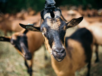 Milo Selo od male farme podno Ozrena postalo turistička destinacija Milo Selo od male farme podno Ozrena postalo turistička destinacija