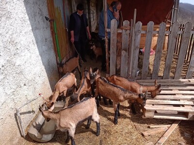 Milomir Stanojčić, kozar iz Bioske