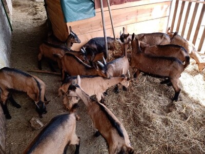 Milomir Stanojčić, kozar iz Bioske