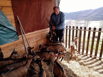 Milomir Stanojčić, kozar iz Bioske