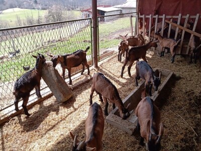 Milomir Stanojčić, kozar iz Bioske