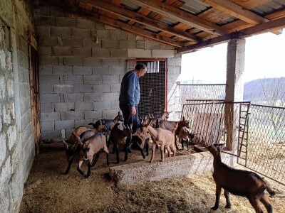 Milomir Stanojčić, kozar iz Bioske