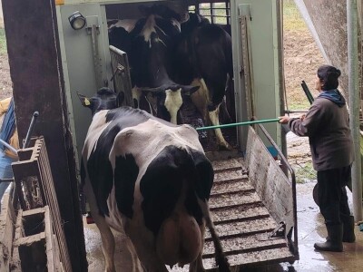 Milorad Arsenić prodao 23 grla s farme