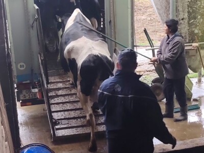 Milorad Arsenić prodao 23 grla s farme