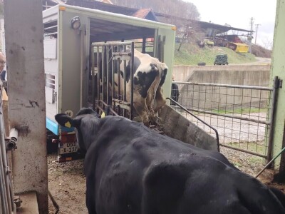 Milorad Arsenić prodao 23 grla s farme