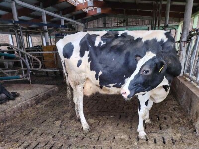 Milorad Arsenić prodao 23 grla s farme