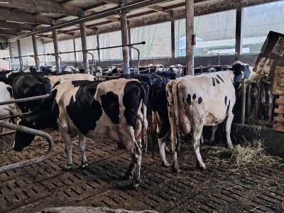 Milorad Arsenić prodao 23 grla s farme