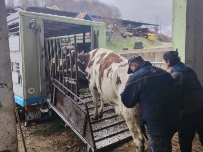 Milorad Arsenić prodao 23 grla s farme