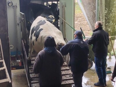 Milorad Arsenić prodao 23 krave sa svoje farme