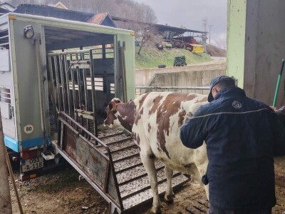 Milorad Arsenić prodao 23 krave sa svoje farme