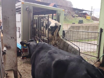 Milorad Arsenić prodao 23 krave sa svoje farme