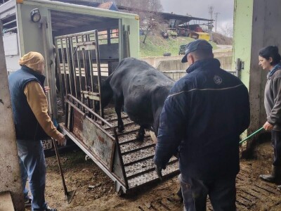 Milorad Arsenić prodao 23 krave sa svoje farme