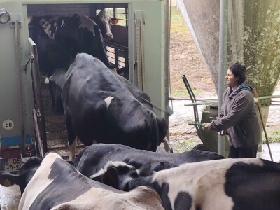 Milorad Arsenić prodao 23 krave sa svoje farme