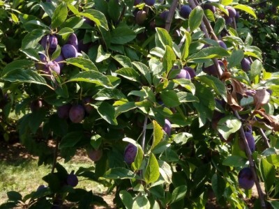 Milos Bogojevic iz Dragocaja kod Banjaluke Milos Bogojevic iz Dragocaja kod Banjaluke