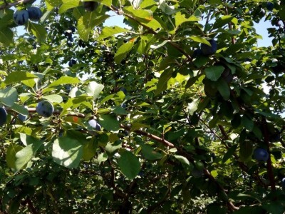 Milos Bogojevic iz Dragocaja kod Banjaluke Milos Bogojevic iz Dragocaja kod Banjaluke