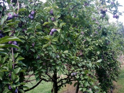 Milos Bogojevic iz Dragocaja kod Banjaluke Milos Bogojevic iz Dragocaja kod Banjaluke