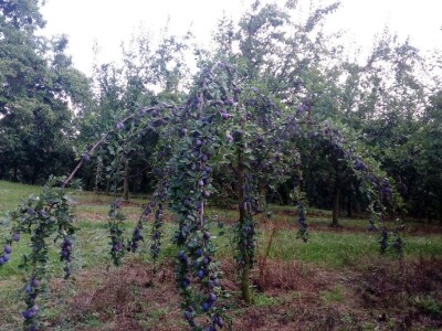 Milos Bogojevic iz Dragocaja kod Banjaluke Milos Bogojevic iz Dragocaja kod Banjaluke