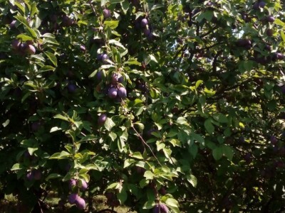 Milos Bogojevic iz Dragocaja kod Banjaluke Milos Bogojevic iz Dragocaja kod Banjaluke