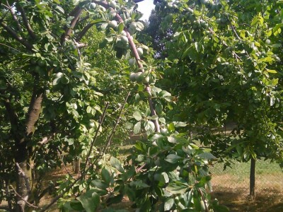 Milos Bogojevic iz Dragocaja kod Banjaluke Milos Bogojevic iz Dragocaja kod Banjaluke