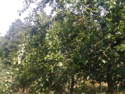 Milos Bogojevic iz Dragocaja kod Banjaluke Milos Bogojevic iz Dragocaja kod Banjaluke