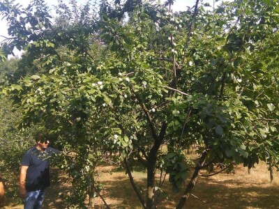 Milos Bogojevic iz Dragocaja kod Banjaluke Milos Bogojevic iz Dragocaja kod Banjaluke