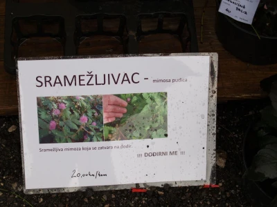 Mimosa pudica