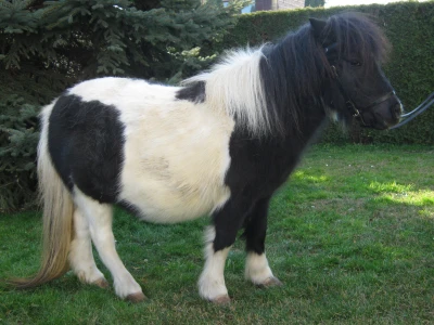 Poni konji