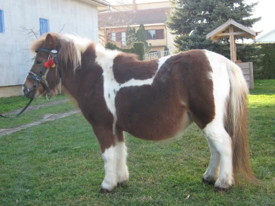 Poni konji