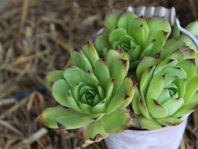 Mini sirana Kusanovac