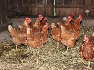 Mini sirana Kusanovac