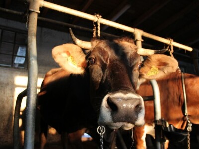 Mini sirana Kusanovac