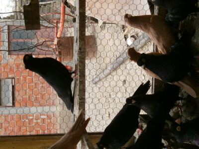 Mini Zoo vrt u Starom Laništu