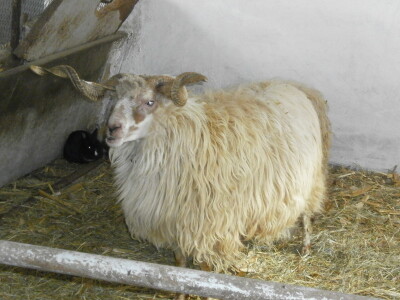 Mini Zoo vrt u Starom Laništu