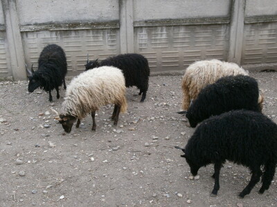 Mini Zoo vrt u Starom Laništu