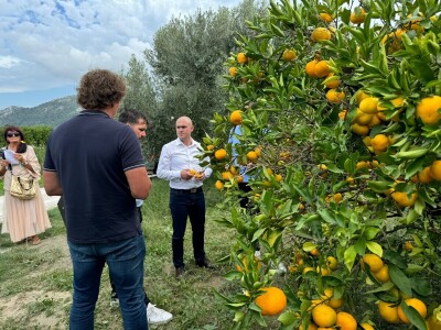 Ministar Dabro u berbi mandarina