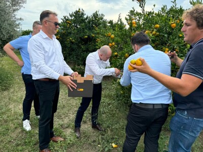 Ministar Dabro u berbi mandarina