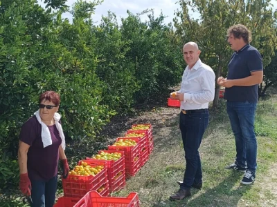 Ministar Dabro u berbi mandarina