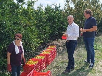 Ministar Dabro u berbi mandarina