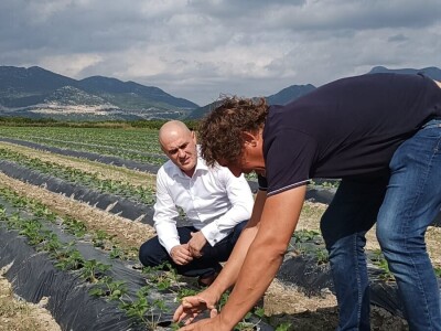 Ministar Dabro u berbi mandarina