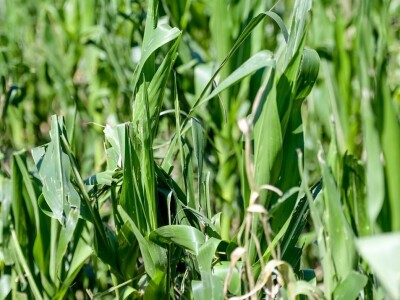 Ministrica poljoprivrede obišla je poljoprivrednike u Općini Petrijanec koji su stradali u nedavnoj tuči