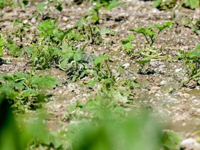 Ministrica poljoprivrede obišla je poljoprivrednike u Općini Petrijanec koji su stradali u nedavnoj tuči