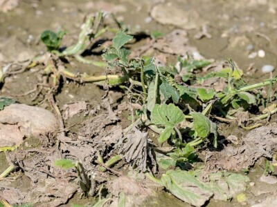 Ministrica poljoprivrede obišla je poljoprivrednike u Općini Petrijanec koji su stradali u nedavnoj tuči