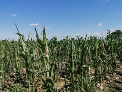 Ministrica poljoprivrede obišla je poljoprivrednike u Općini Petrijanec koji su stradali u nedavnoj tuči