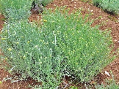 Miodrag Asanović: Ne odustajem od smilja, nadam se boljim cijenama Miodrag Asanović: Ne odustajem od smilja, nadam se boljim cijenama