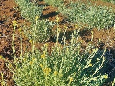 Miodrag Asanović: Ne odustajem od smilja, nadam se boljim cijenama Miodrag Asanović: Ne odustajem od smilja, nadam se boljim cijenama