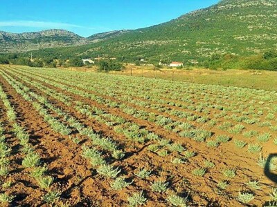 Miodrag Asanović: Ne odustajem od smilja, nadam se boljim cijenama Miodrag Asanović: Ne odustajem od smilja, nadam se boljim cijenama