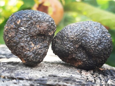 Miodrag i njegov otac Bogdan decenije gljivarstva pretvaraju u unosan biznis