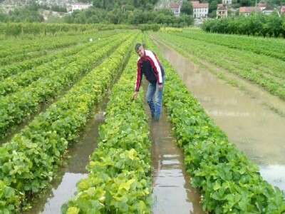 Nuidrag Ilić u svom poplavljenom jagodnjaku (Dusina)