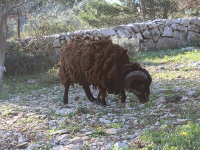 Miomirisni otočki vrt na Lošinju Miomirisni otočki vrt na Lošinju