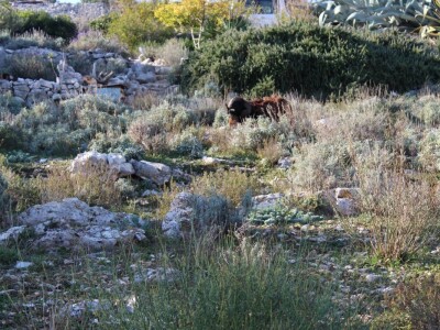 Miomirisni otočki vrt na Lošinju Miomirisni otočki vrt na Lošinju
